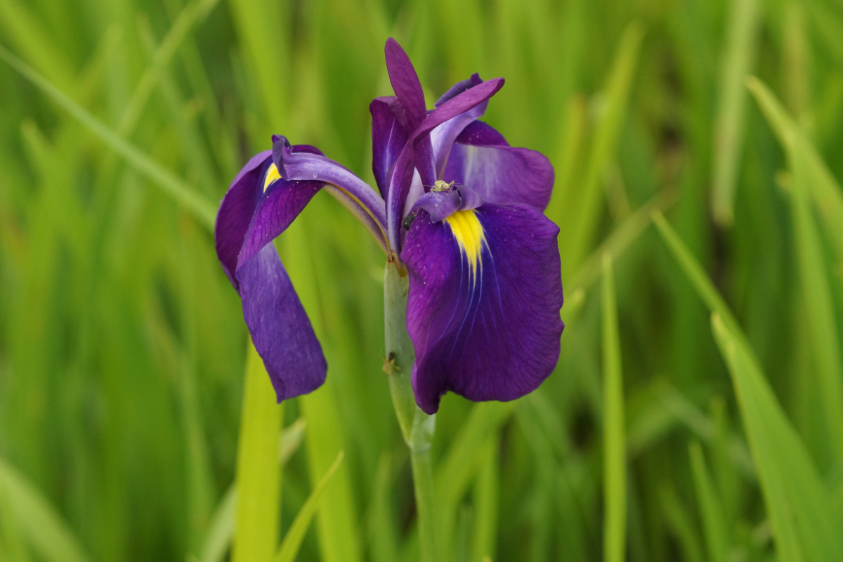 Iris ensata (kaempferi) - Japanische Schwertlilie