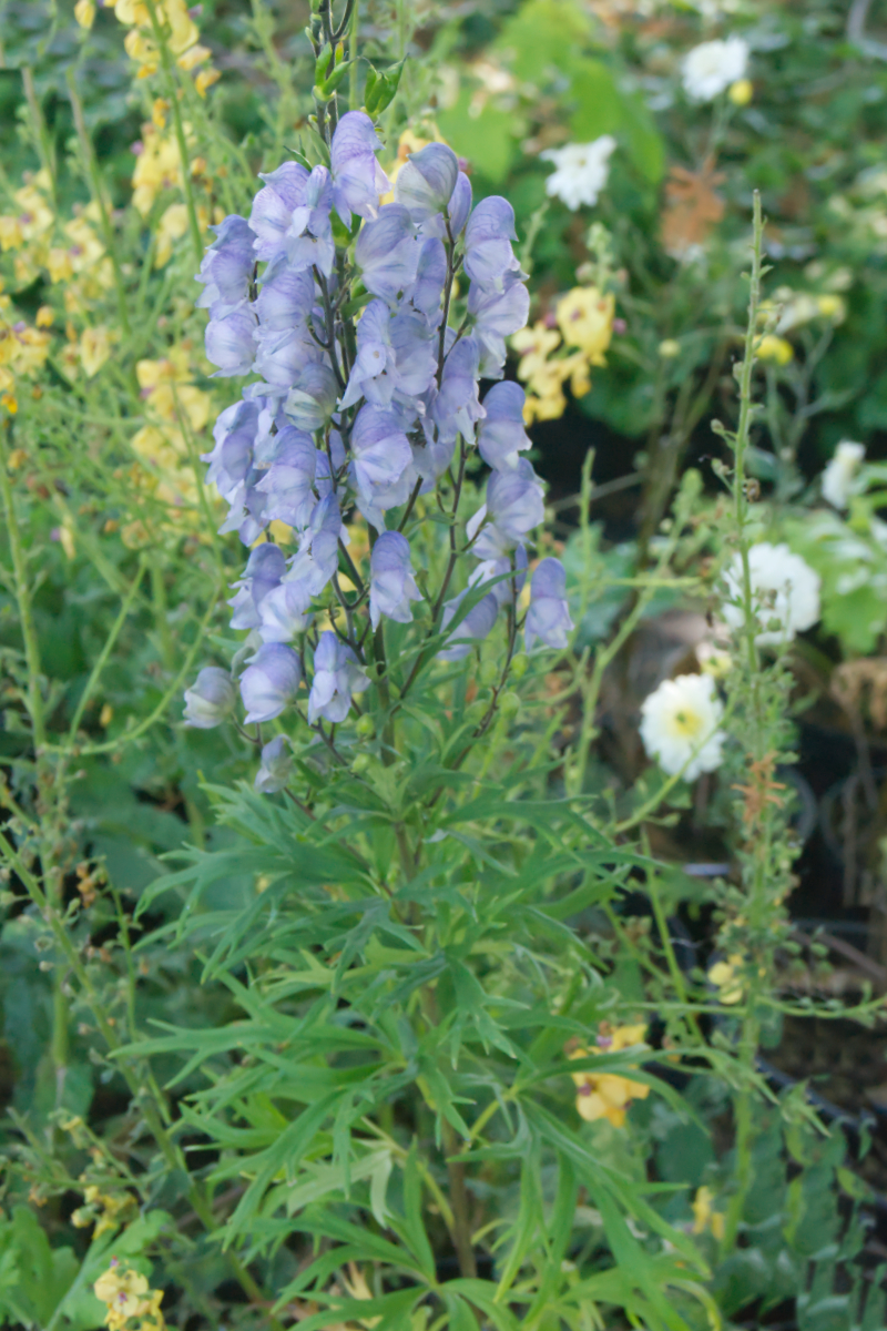 Aconitum 'Stainless Steel' - Eisenhut