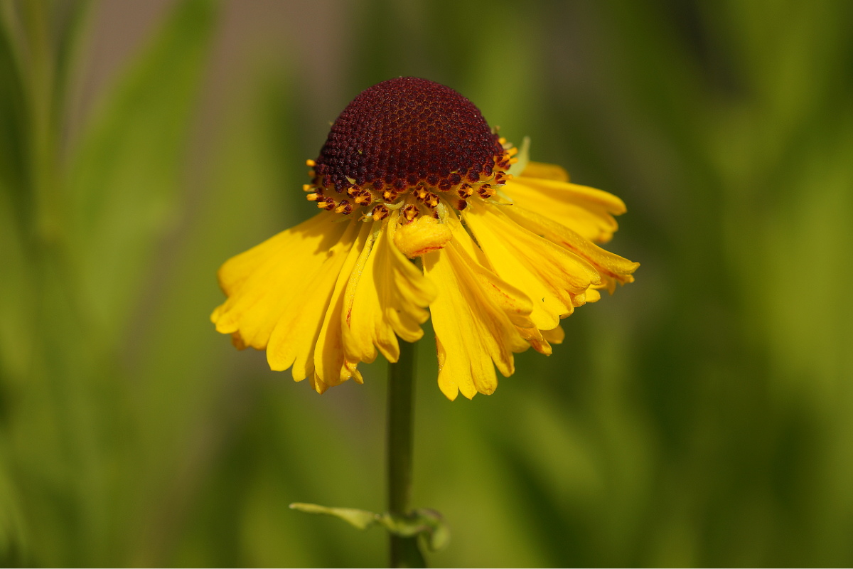 Helenium Hybride 'Wesergold' - Sonnenbraut