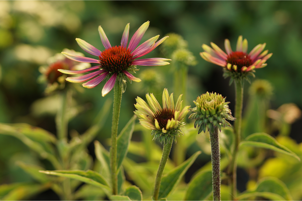 Echinacea purpurea 'Green Twister'