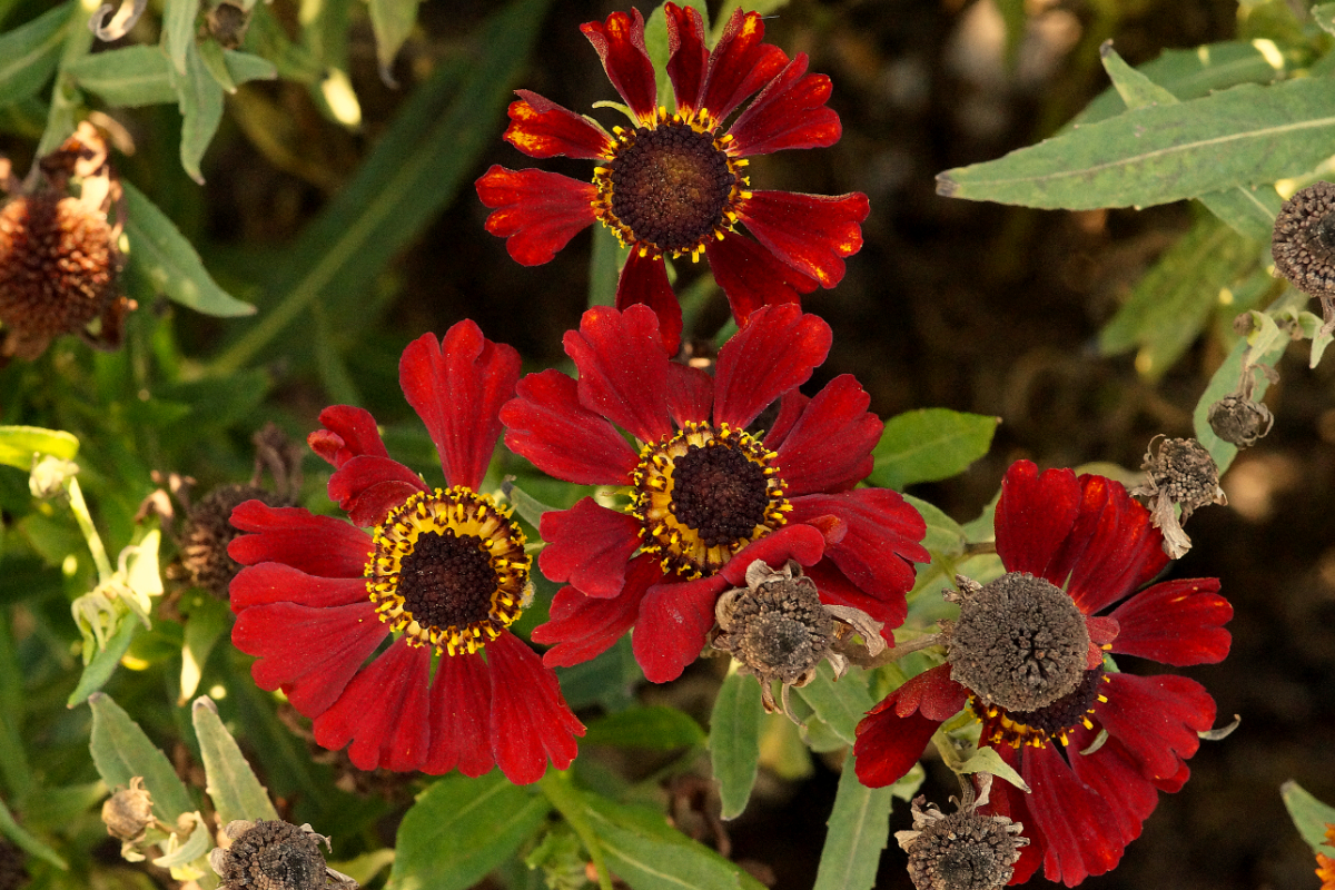 Helenium Hybride 'Rubinzwerg' - Sonnenbraut