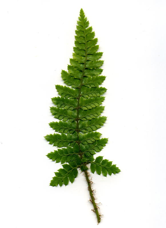 Polystichum polyblepharum gen.
