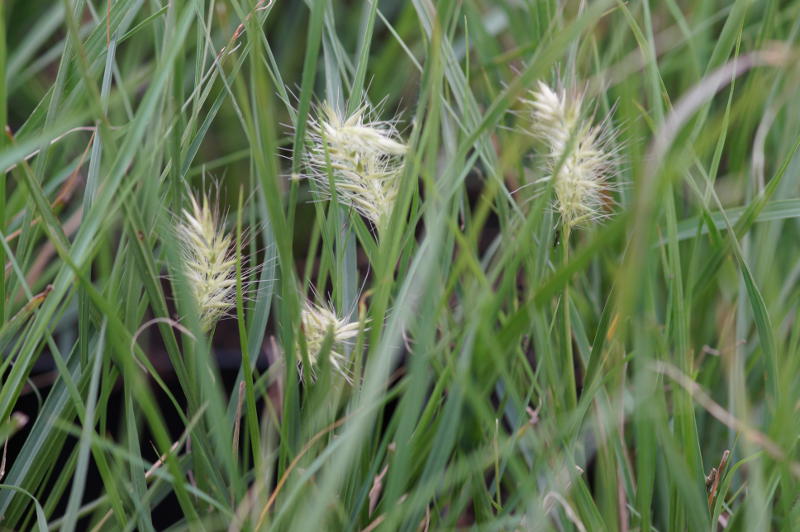 Pennisetum alopecuroides 'Little Bunny'
