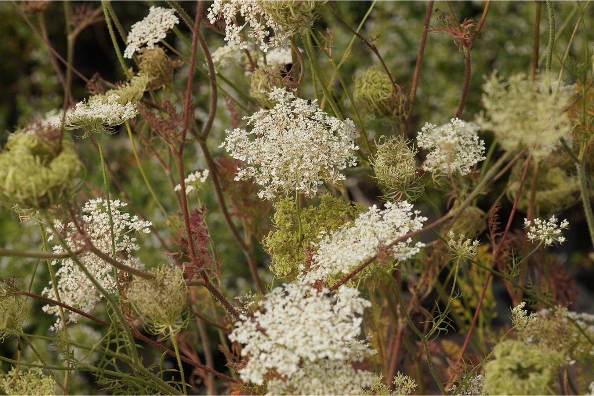 Daucus carota - Wilde Möhre
