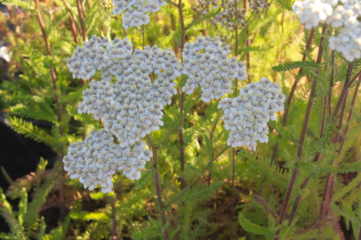 Achillea millefolium 'White Beauty'