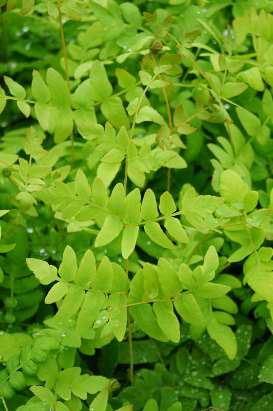 Osmunda regalis gen.