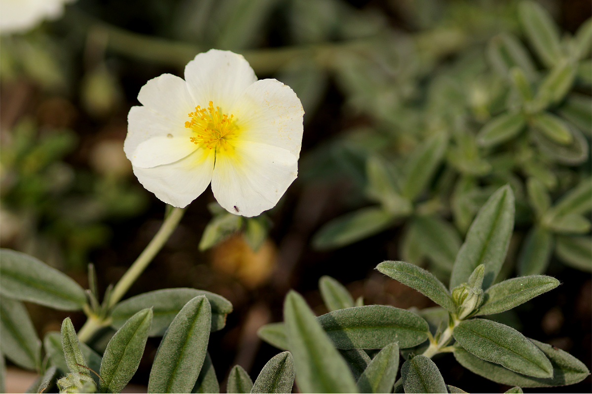 Helianthemum Hybride 'Snow Queen' ('Die Braut') - Sonnenröschen