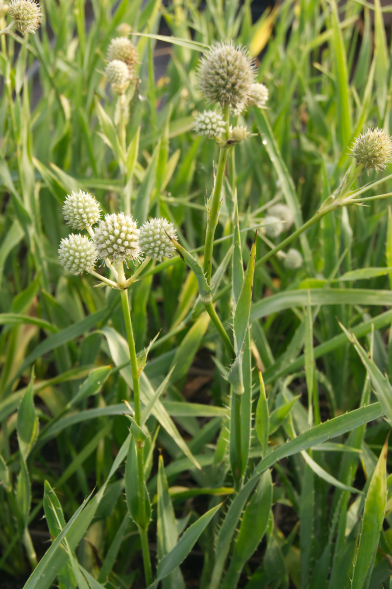 Eryngium yuccifolium - Palmlilienblättriges Mannstreu