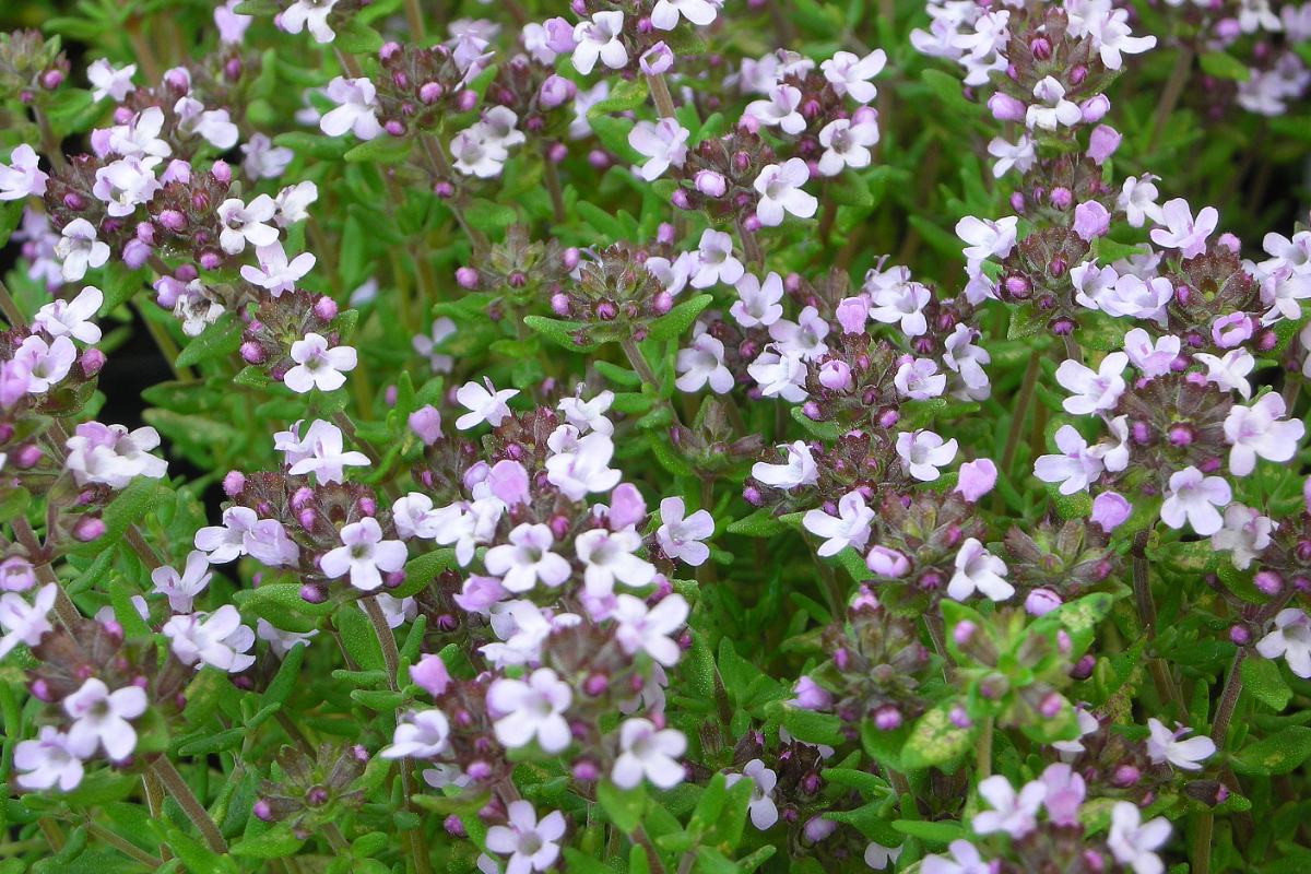 Thymus vulgaris 'Compactus' - Echter Thymian