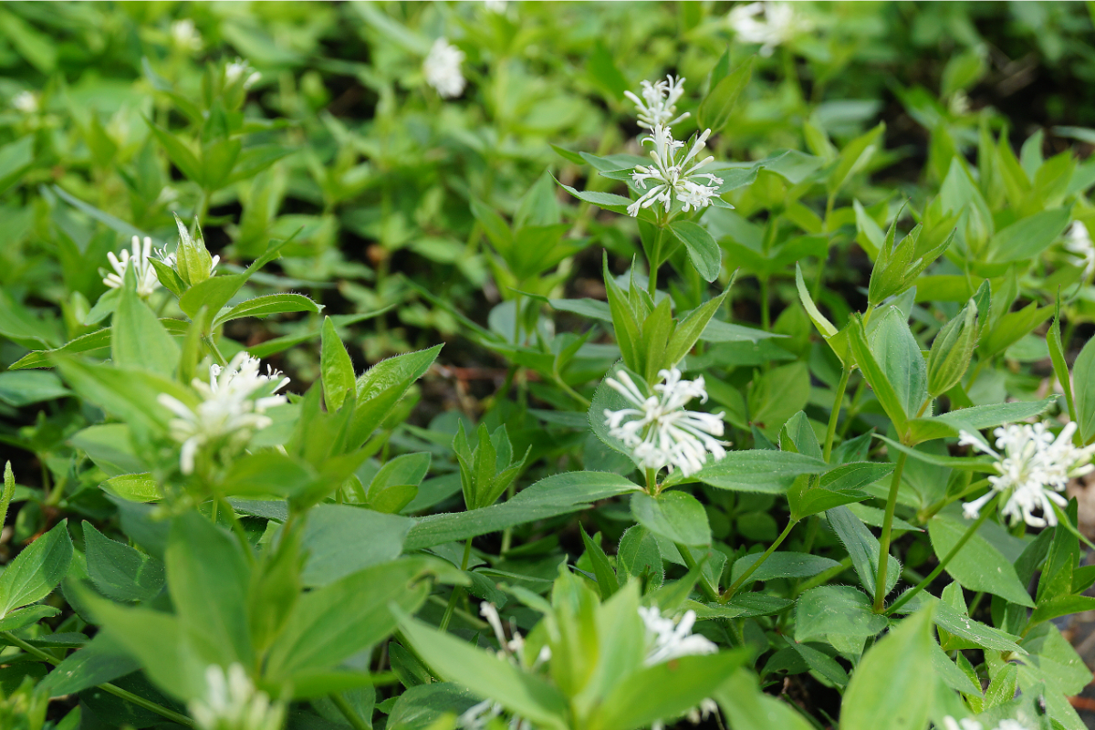 Asperula taurina
