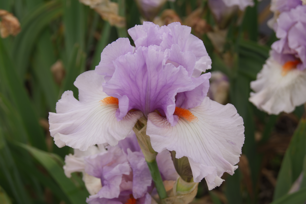 Iris barbata-elatior 'Belgian Princess' - Hohe Bartschwertlilie