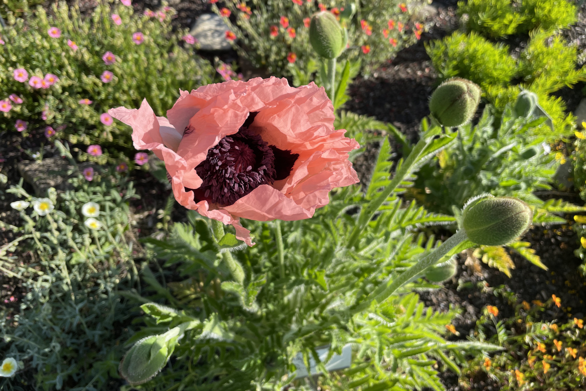 Papaver Orientale-Hybr. 'Princess Victoria Louise' - Riesenmohn, Türkenmohn