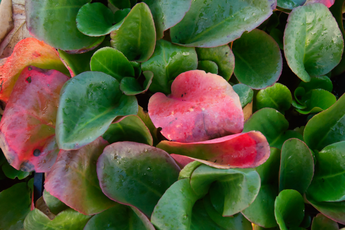 Bergenia Hybride 'Eroica'