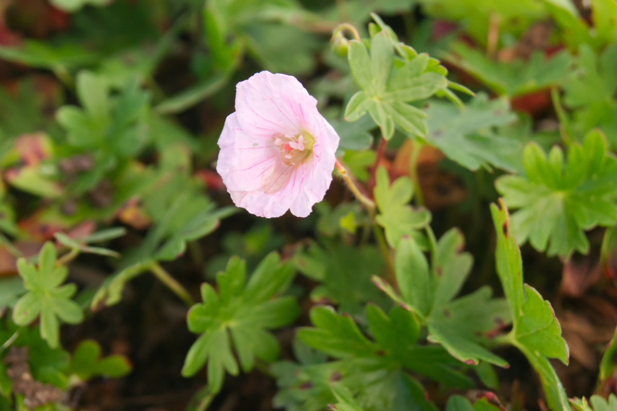 Geranium sanguineum var. striatum - Blutstorchschnabel