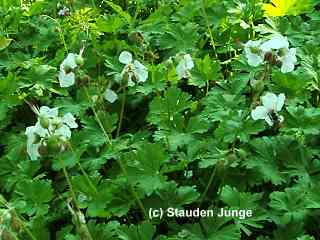 Geranium x cantabrigiense 'Biokovo'