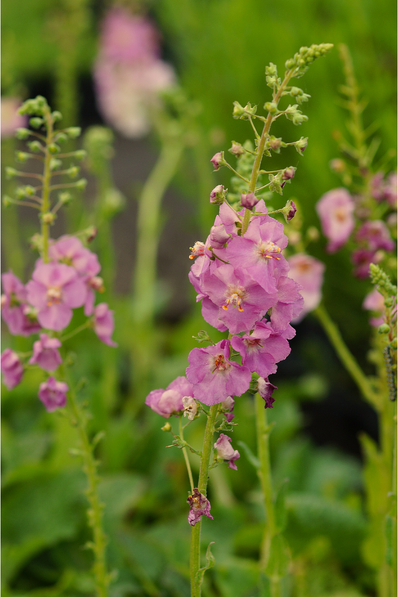 Verbascum phoeniceum 'Rosetta'