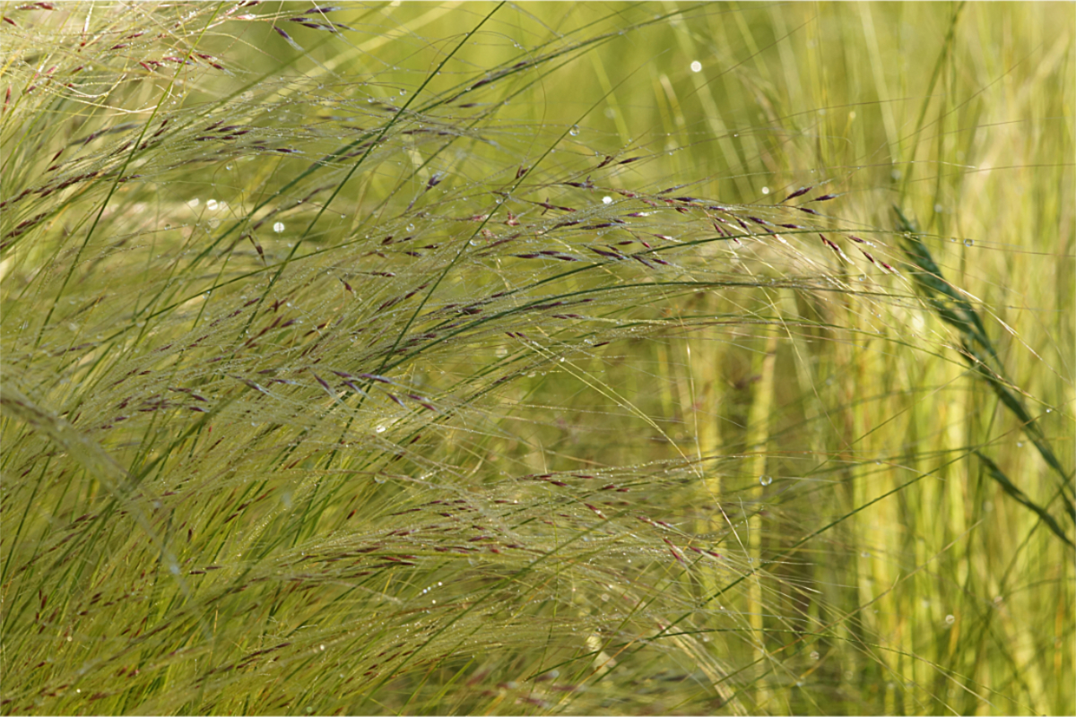 Stipa tenuissima (Nasella tenuissima)