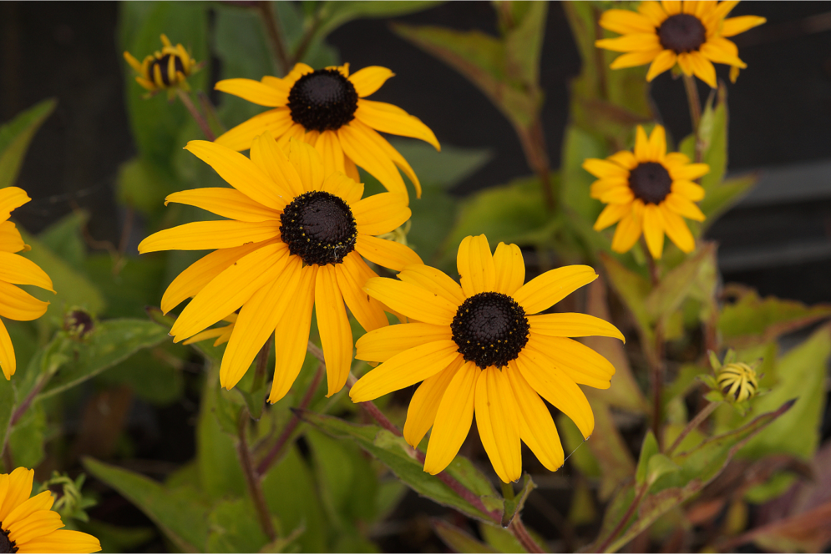 Rudbeckia fulgida var. sullivantii 'Goldsturm' - Sonnenhut