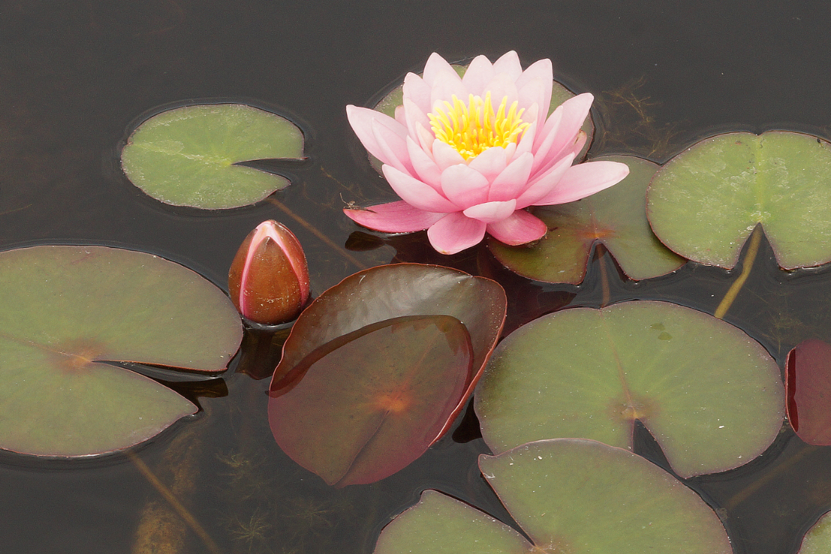 Nymphaea Hybride 'Fabiola'