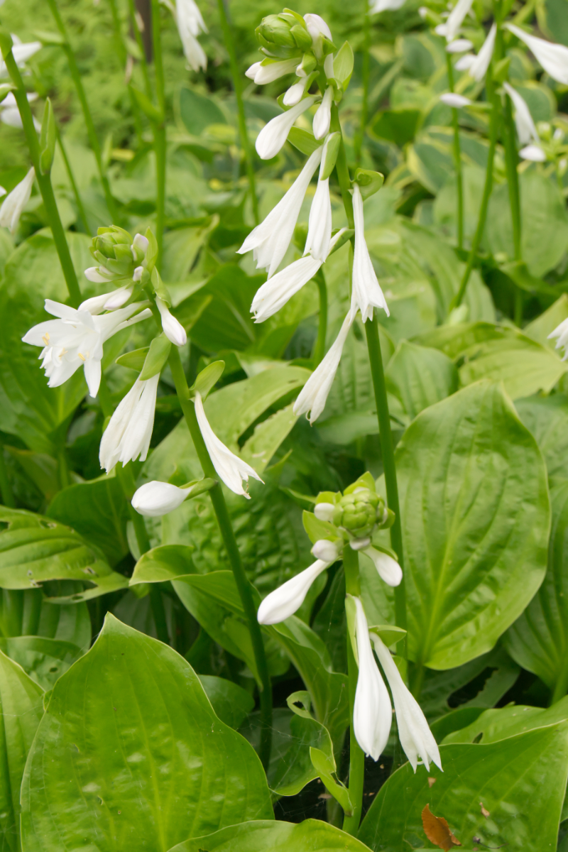 Hosta Plantaginea-Hybr. 'Royal Standard'