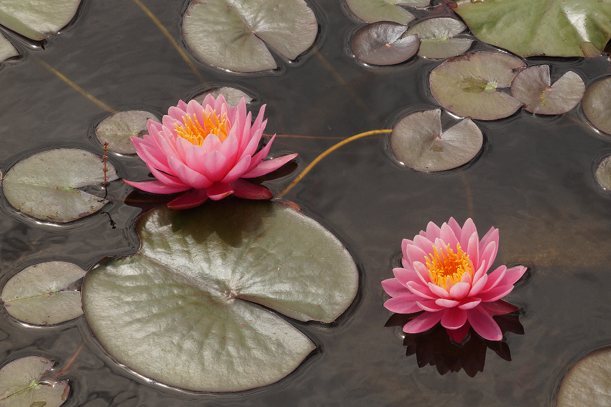 Nymphaea Hybride 'Lilofee'