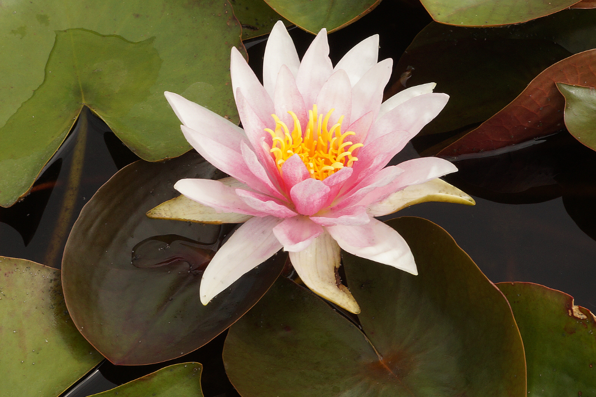 Nymphaea Hybride 'Fritz Junge'
