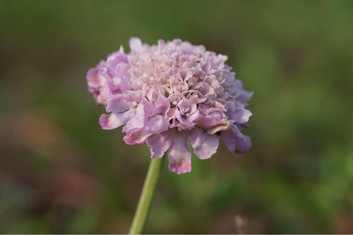 Scabiosa columbaria 'Pink Mist' - Tauben-Skabiose
