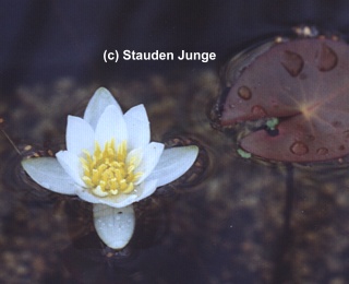 Nymphaea tetragona (N.pygmaea 'Alba') - Zwergseerose