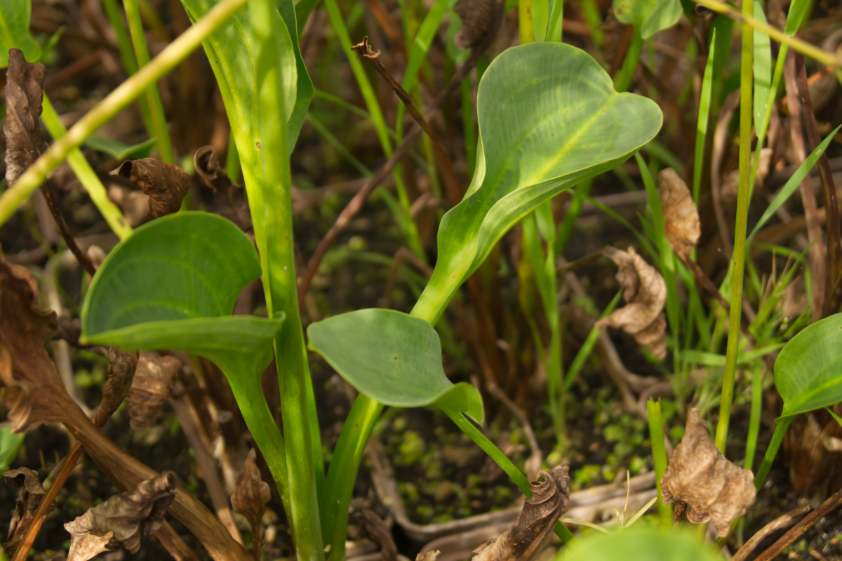 Alisma parviflora (subcordatum)