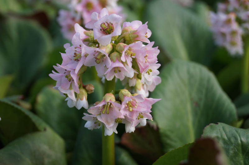 Bergenia Hybride 'Baby Doll'