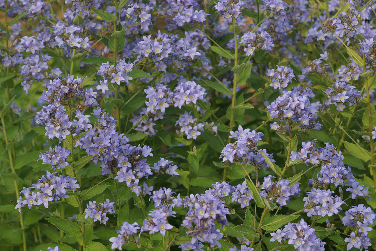 Campanula lactiflora 'Prichard'
