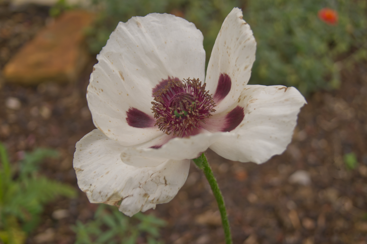 Papaver Orientale-Hybr. 'Royal Wedding' - Orientalischer Mohn
