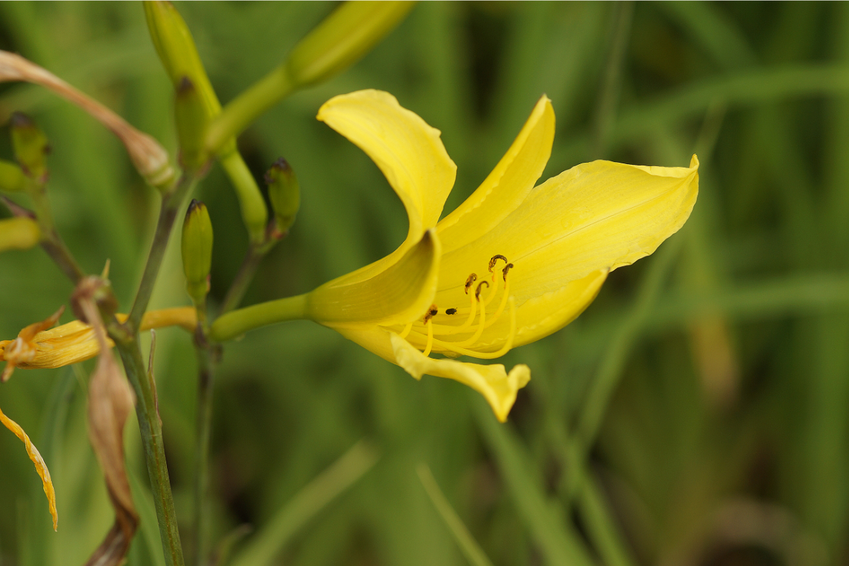 Hemerocallis flava (lilioasphodelus) - Taglilie