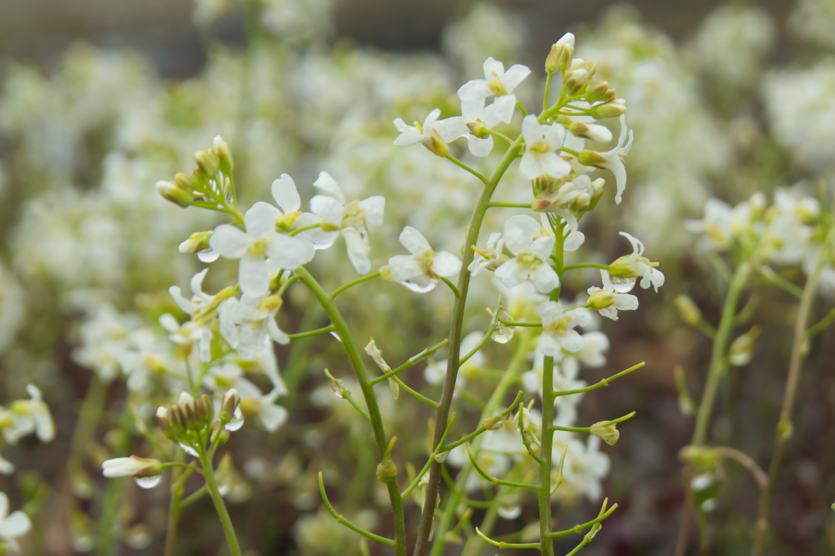 Arabis procurrens 'Neuschnee'
