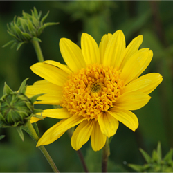 blog-helianthus_decapetalus_capenoch_star_01.jpg