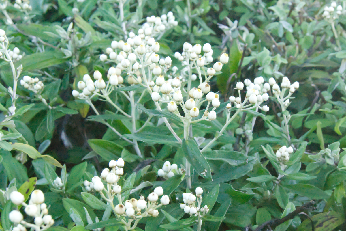Anaphalis triplinervis 'Silberregen'