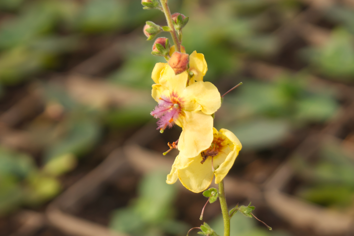 Verbascum x cultorum 'Clementine' - Königskerze