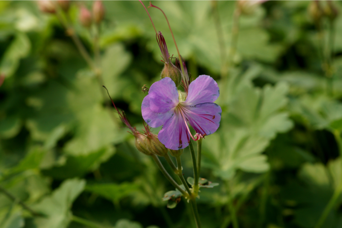 Geranium x cantabrigiense 'Cambridge' - Cambridge-Storchschnabel