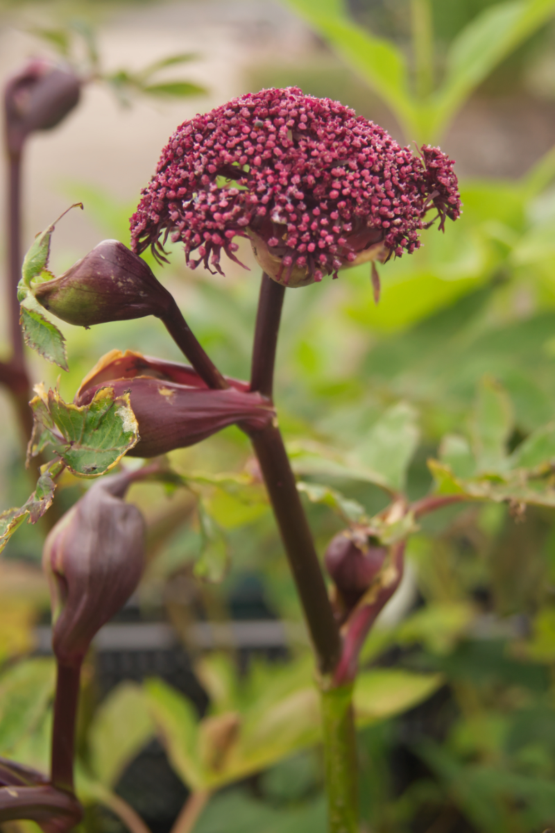 Angelica gigas - Engelwurz