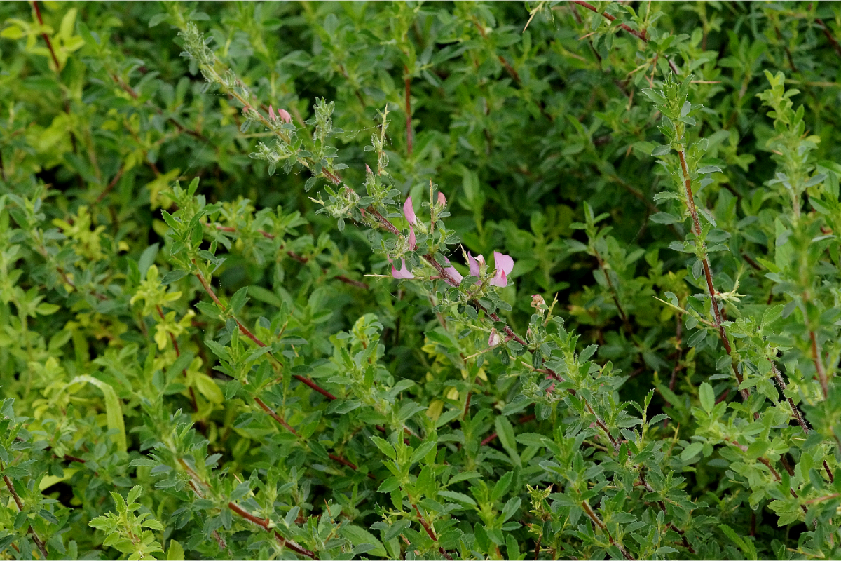 Ononis spinosa