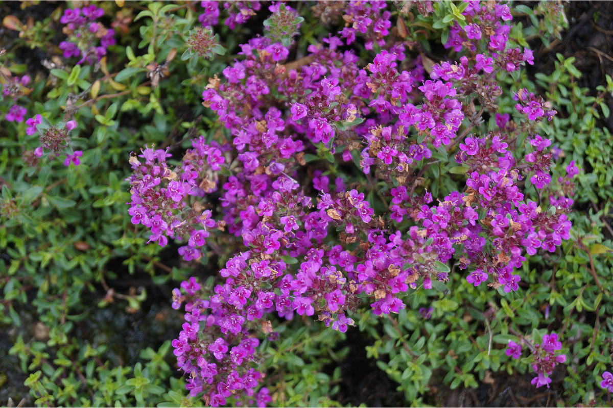 Thymus serpyllum 'Atropurpureum'