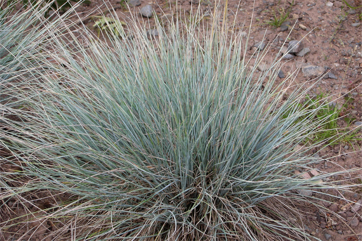 Festuca Cinerea-Hybr. 'Elijah Blue' - Blauschwingel