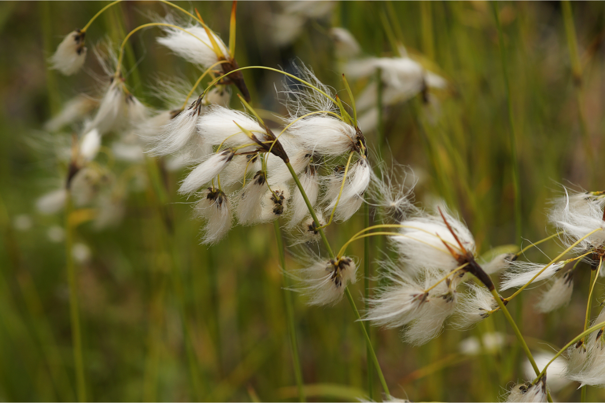 Eriophorum latifolium - Breitblättriges Wollgras
