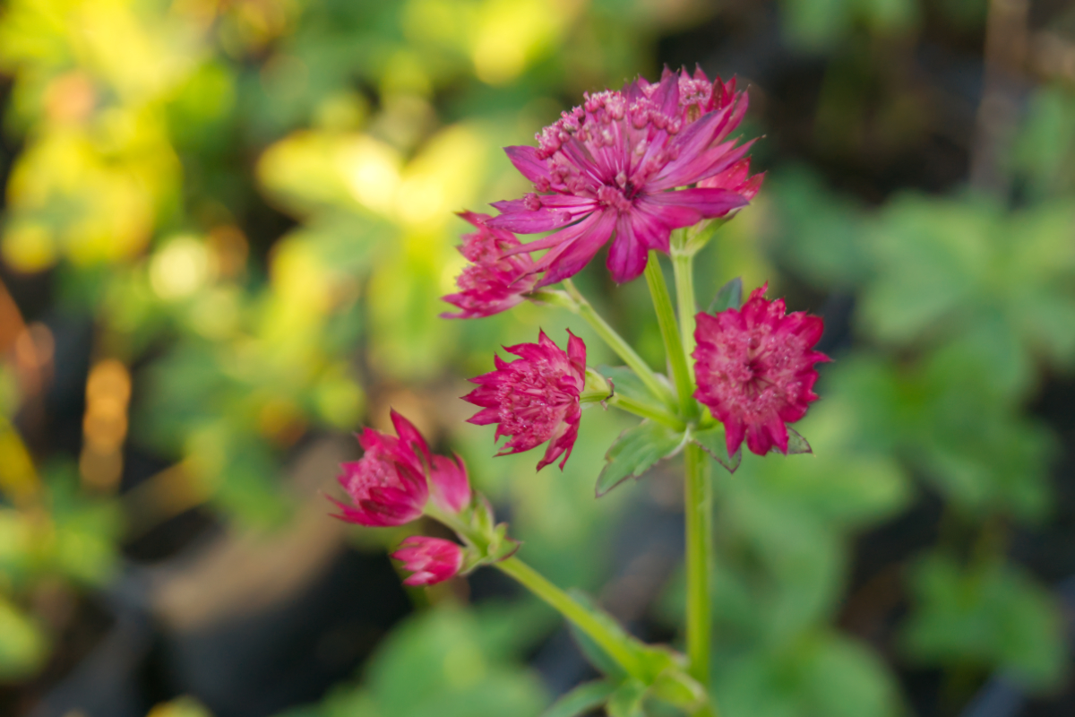 Astrantia major 'Venice'