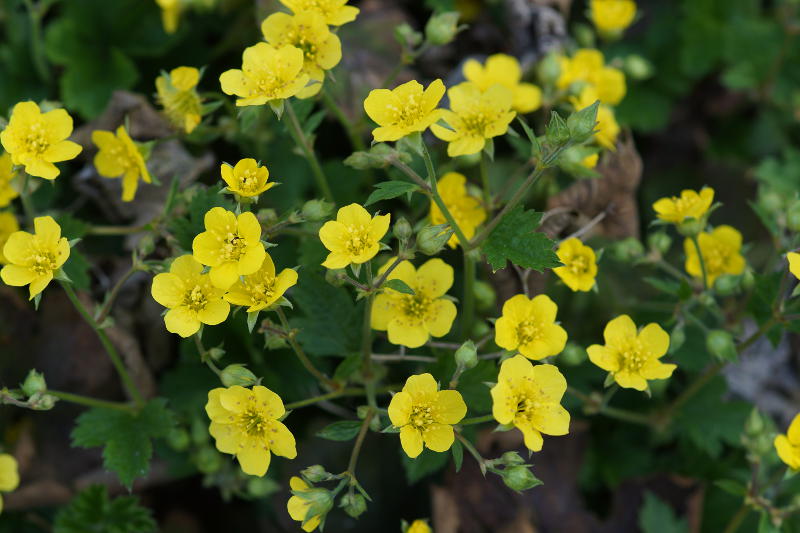 Waldsteinia geoides - Golderdbeere, Ungarwurz