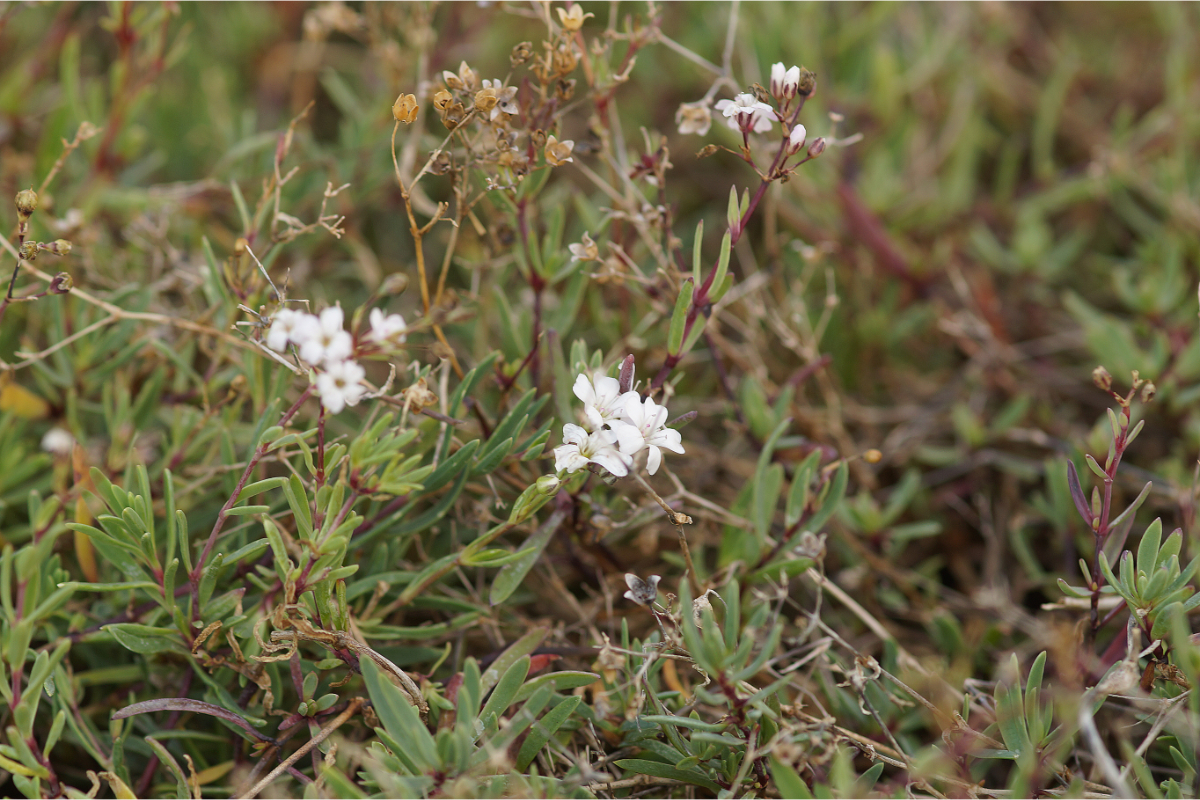 Gypsophila repens
