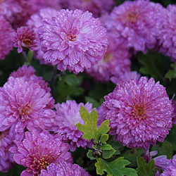 small-chrysanthemum_x_hortorum_anastasia_01.jpg