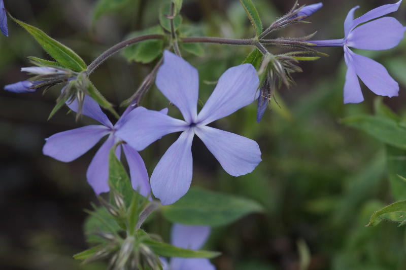 Phlox divaricata 'Clouds of Perfume'