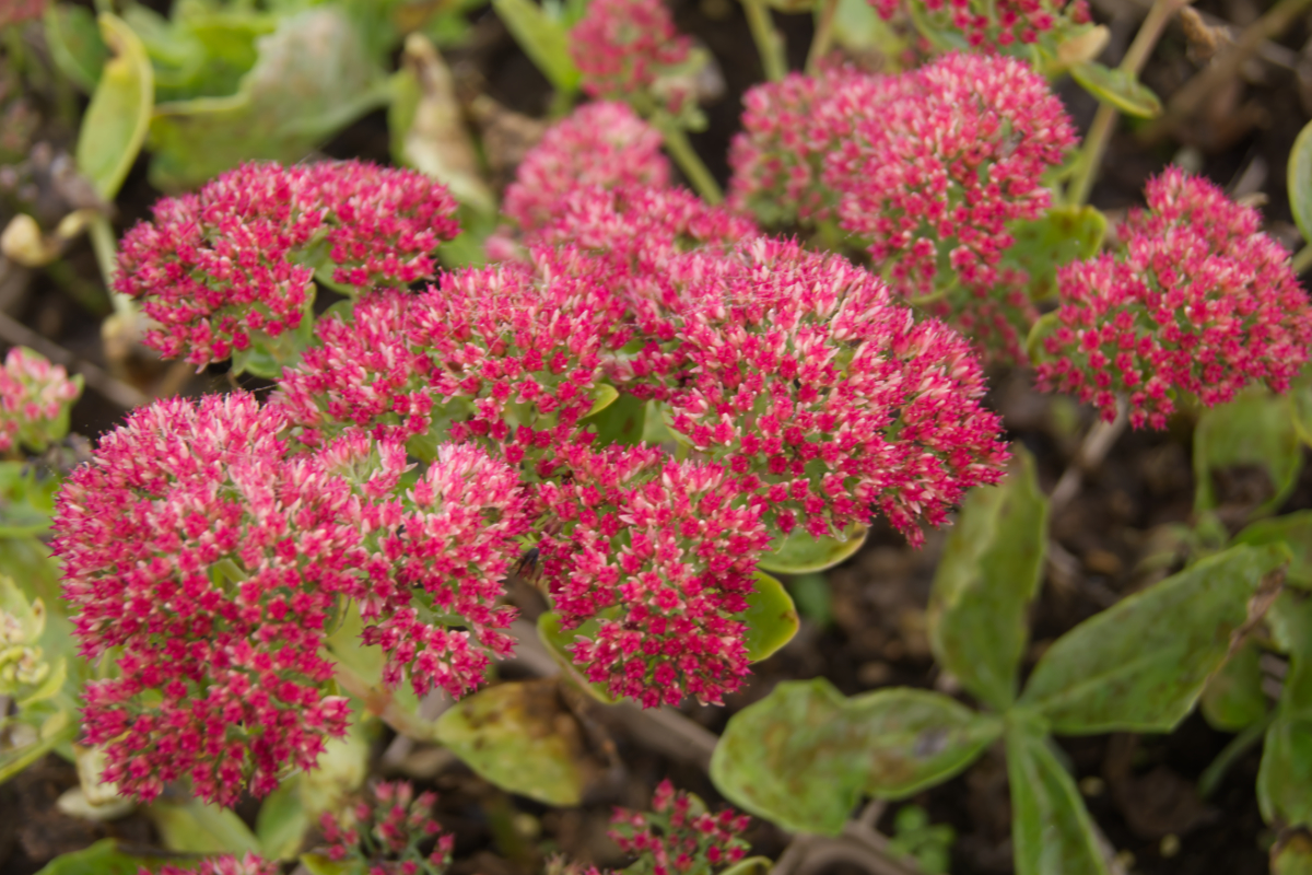 Sedum Telephium-Hybr. 'Herbstfreude'