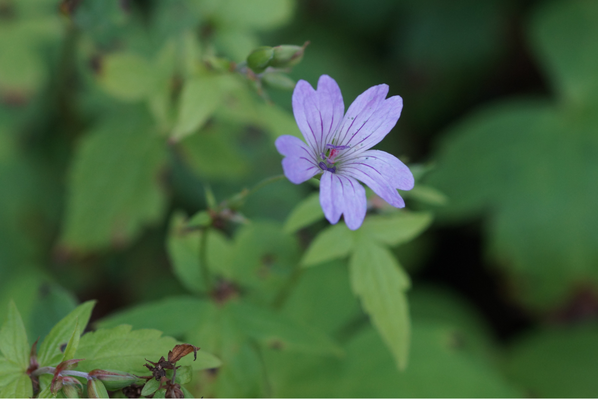 Geranium nodosum